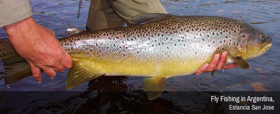 Fly Fishing in Argentina